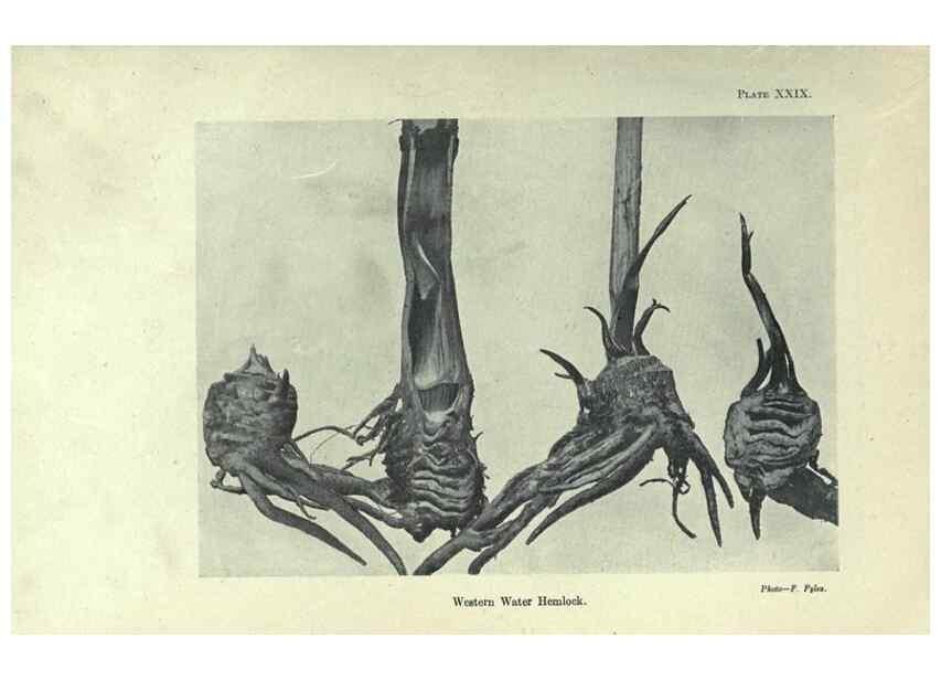 Reproducción/Reproduction 7944422802: Principal poisonous plants of Canada /. Ottawa :Dept. of Agriculture, Dominion Experimental Farms,1920.