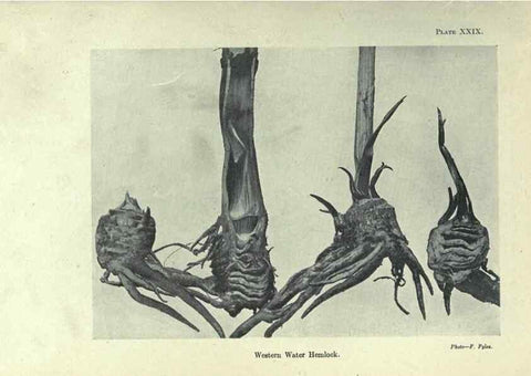 Reproducción/Reproduction 7944422802: Principal poisonous plants of Canada /. Ottawa :Dept. of Agriculture, Dominion Experimental Farms,1920.