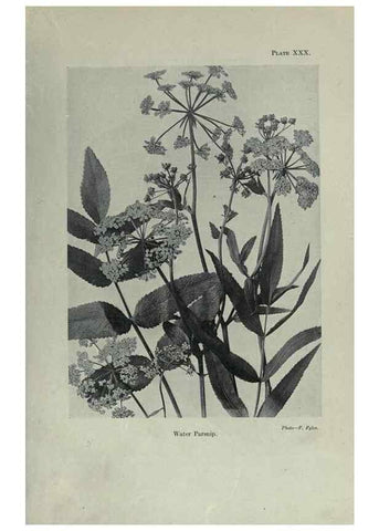 Reproducción/Reproduction 7944423632: Principal poisonous plants of Canada /. Ottawa :Dept. of Agriculture, Dominion Experimental Farms,1920.