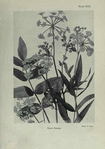 Reproducción/Reproduction 7944423632: Principal poisonous plants of Canada /. Ottawa :Dept. of Agriculture, Dominion Experimental Farms,1920.