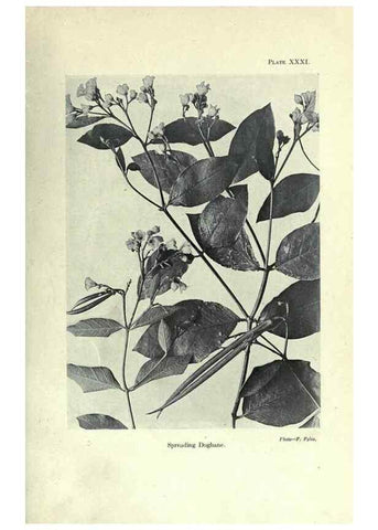 Reproducción/Reproduction 7944424546: Principal poisonous plants of Canada /. Ottawa :Dept. of Agriculture, Dominion Experimental Farms,1920.