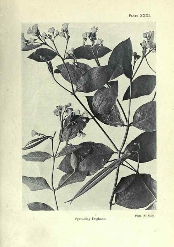 Reproducción/Reproduction 7944424546: Principal poisonous plants of Canada /. Ottawa :Dept. of Agriculture, Dominion Experimental Farms,1920.