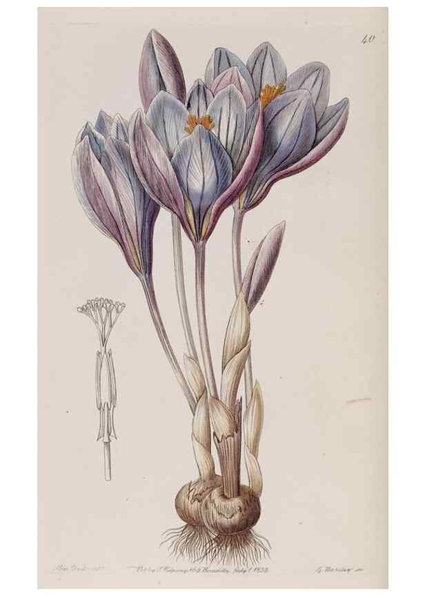 Reproducción/Reproduction 7949450070: Edwards's botanical register.. London :James Ridgway,1829-1847.