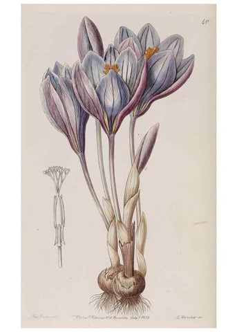 Reproducción/Reproduction 7949450070: Edwards's botanical register.. London :James Ridgway,1829-1847.