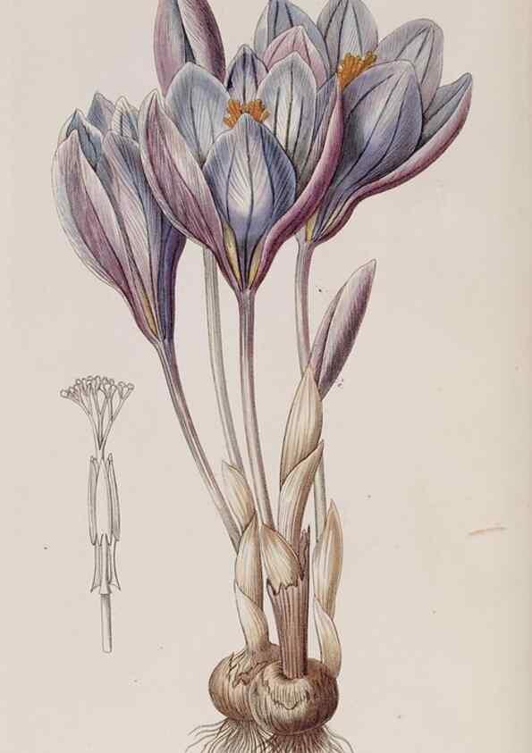 Reproducción/Reproduction 7949450070: Edwards's botanical register.. London :James Ridgway,1829-1847.