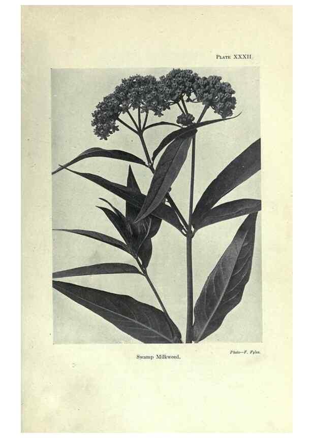Reproducción/Reproduction 7944425574: Principal poisonous plants of Canada /. Ottawa :Dept. of Agriculture, Dominion Experimental Farms,1920.