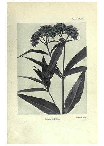 Reproducción/Reproduction 7944425574: Principal poisonous plants of Canada /. Ottawa :Dept. of Agriculture, Dominion Experimental Farms,1920.