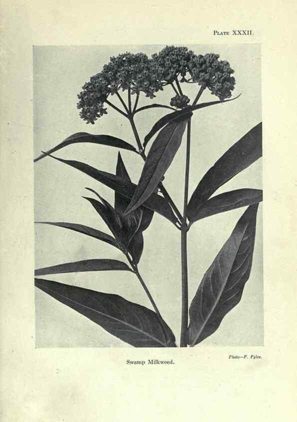 Reproducción/Reproduction 7944425574: Principal poisonous plants of Canada /. Ottawa :Dept. of Agriculture, Dominion Experimental Farms,1920.
