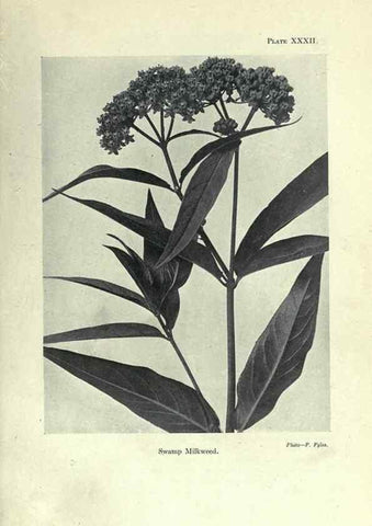 Reproducción/Reproduction 7944425574: Principal poisonous plants of Canada /. Ottawa :Dept. of Agriculture, Dominion Experimental Farms,1920.