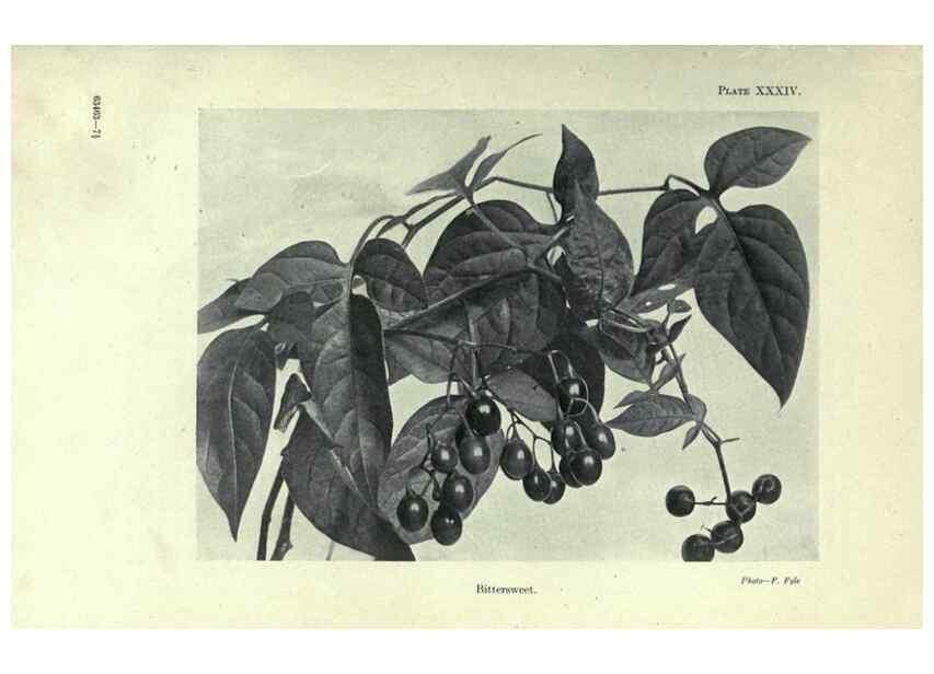 Reproducción/Reproduction 7944427124: Principal poisonous plants of Canada /. Ottawa :Dept. of Agriculture, Dominion Experimental Farms,1920.
