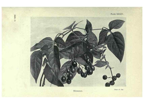 Reproducción/Reproduction 7944427124: Principal poisonous plants of Canada /. Ottawa :Dept. of Agriculture, Dominion Experimental Farms,1920.