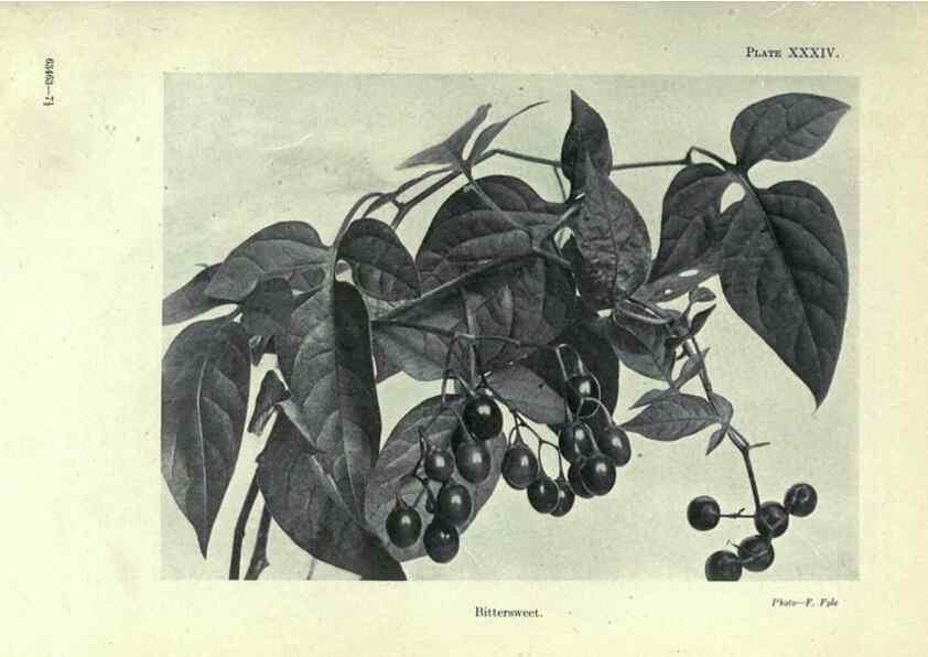 Reproducción/Reproduction 7944427124: Principal poisonous plants of Canada /. Ottawa :Dept. of Agriculture, Dominion Experimental Farms,1920.