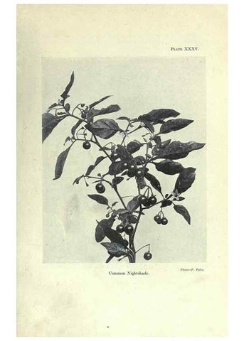 Reproducción/Reproduction 7944427902: Principal poisonous plants of Canada /. Ottawa :Dept. of Agriculture, Dominion Experimental Farms,1920.