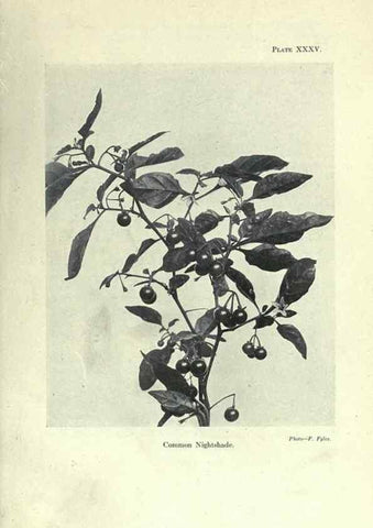 Reproducción/Reproduction 7944427902: Principal poisonous plants of Canada /. Ottawa :Dept. of Agriculture, Dominion Experimental Farms,1920.