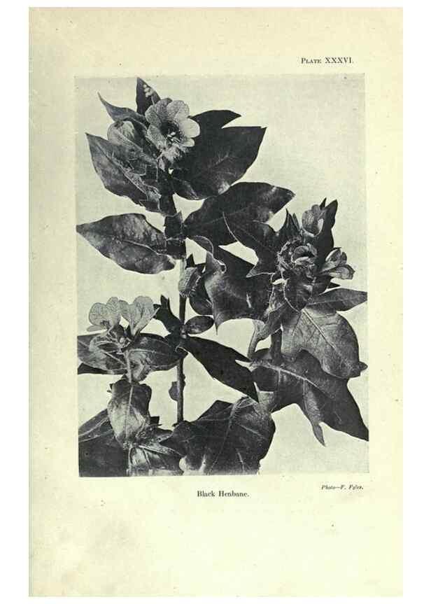 Reproducción/Reproduction 7944428712: Principal poisonous plants of Canada /. Ottawa :Dept. of Agriculture, Dominion Experimental Farms,1920.