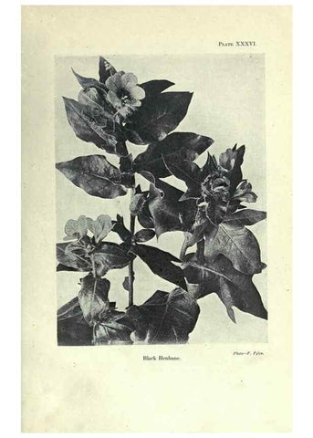 Reproducción/Reproduction 7944428712: Principal poisonous plants of Canada /. Ottawa :Dept. of Agriculture, Dominion Experimental Farms,1920.