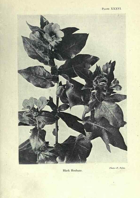 Reproducción/Reproduction 7944428712: Principal poisonous plants of Canada /. Ottawa :Dept. of Agriculture, Dominion Experimental Farms,1920.