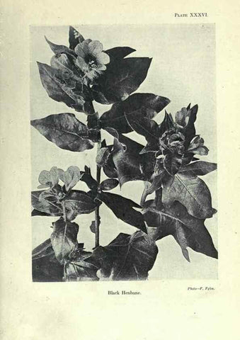 Reproducción/Reproduction 7944428712: Principal poisonous plants of Canada /. Ottawa :Dept. of Agriculture, Dominion Experimental Farms,1920.
