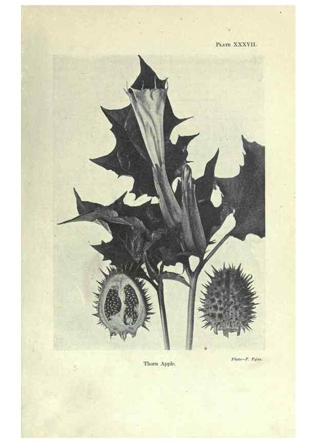 Reproducción/Reproduction 7944429488: Principal poisonous plants of Canada /. Ottawa :Dept. of Agriculture, Dominion Experimental Farms,1920.