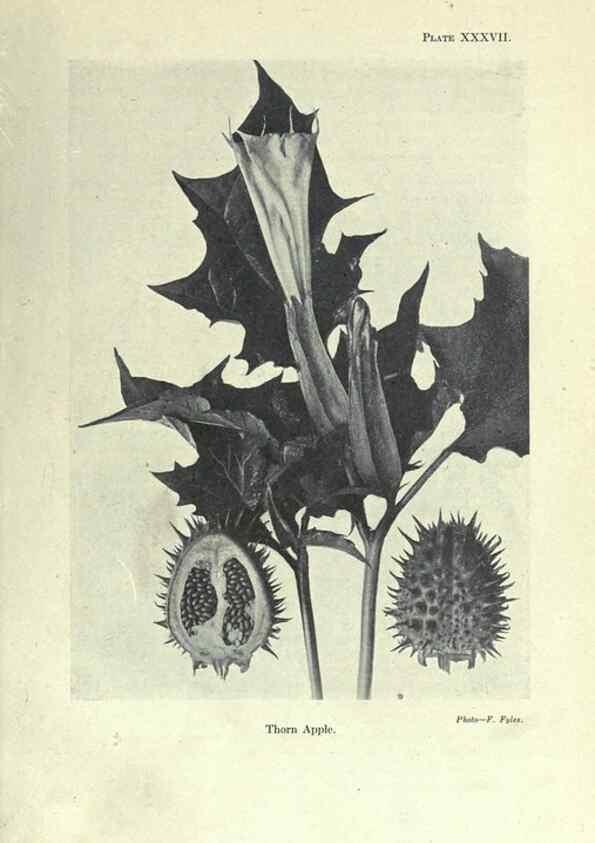 Reproducción/Reproduction 7944429488: Principal poisonous plants of Canada /. Ottawa :Dept. of Agriculture, Dominion Experimental Farms,1920.