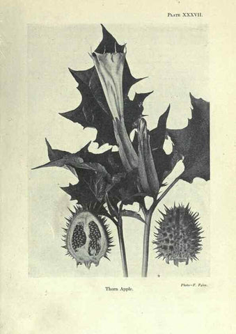 Reproducción/Reproduction 7944429488: Principal poisonous plants of Canada /. Ottawa :Dept. of Agriculture, Dominion Experimental Farms,1920.