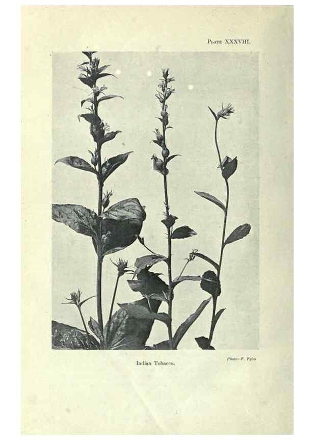 Reproducción/Reproduction 7944430330: Principal poisonous plants of Canada /. Ottawa :Dept. of Agriculture, Dominion Experimental Farms,1920.