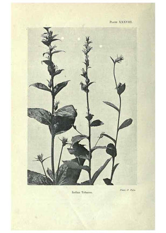 Reproducción/Reproduction 7944430330: Principal poisonous plants of Canada /. Ottawa :Dept. of Agriculture, Dominion Experimental Farms,1920.