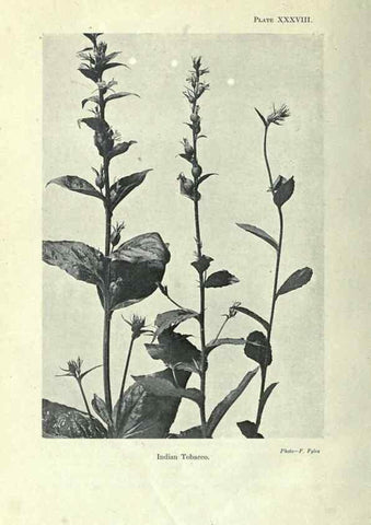 Reproducción/Reproduction 7944430330: Principal poisonous plants of Canada /. Ottawa :Dept. of Agriculture, Dominion Experimental Farms,1920.