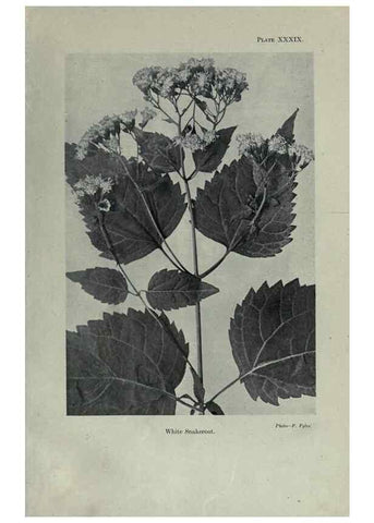 Reproducción/Reproduction 7944431430: Principal poisonous plants of Canada /. Ottawa :Dept. of Agriculture, Dominion Experimental Farms,1920.