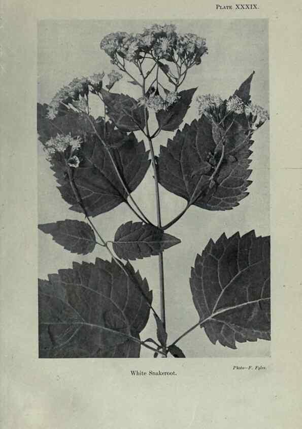 Reproducción/Reproduction 7944431430: Principal poisonous plants of Canada /. Ottawa :Dept. of Agriculture, Dominion Experimental Farms,1920.