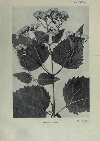 Reproducción/Reproduction 7944431430: Principal poisonous plants of Canada /. Ottawa :Dept. of Agriculture, Dominion Experimental Farms,1920.