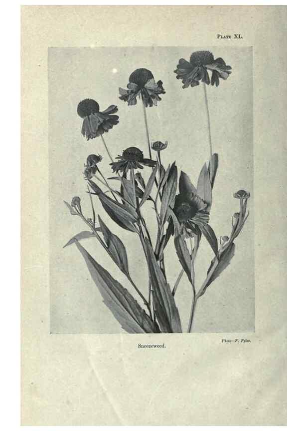 Reproducción/Reproduction 7944432616: Principal poisonous plants of Canada /. Ottawa :Dept. of Agriculture, Dominion Experimental Farms,1920.