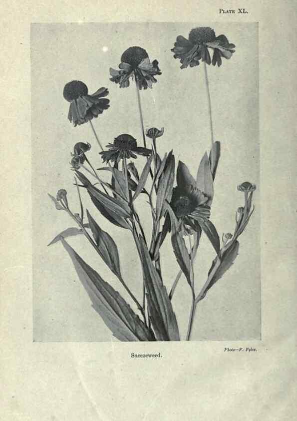 Reproducción/Reproduction 7944432616: Principal poisonous plants of Canada /. Ottawa :Dept. of Agriculture, Dominion Experimental Farms,1920.