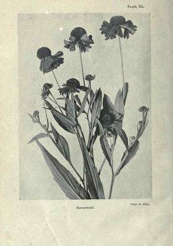 Reproducción/Reproduction 7944432616: Principal poisonous plants of Canada /. Ottawa :Dept. of Agriculture, Dominion Experimental Farms,1920.