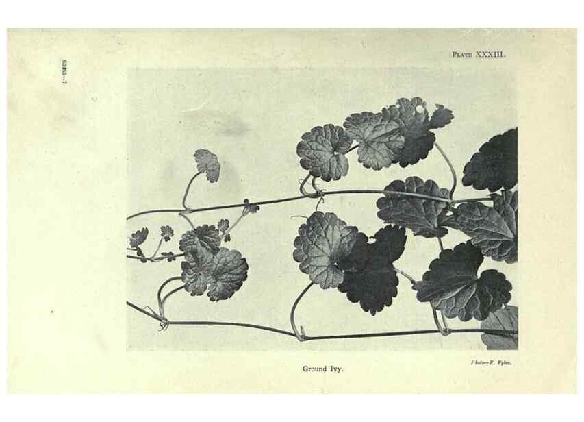 Reproducción/Reproduction 7944426310: Principal poisonous plants of Canada /. Ottawa :Dept. of Agriculture, Dominion Experimental Farms,1920.
