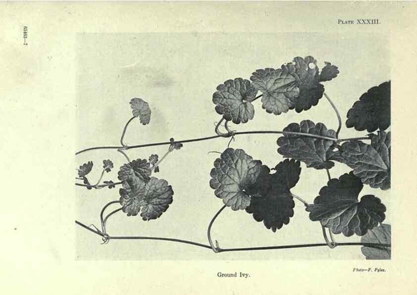 Reproducción/Reproduction 7944426310: Principal poisonous plants of Canada /. Ottawa :Dept. of Agriculture, Dominion Experimental Farms,1920.