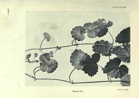 Reproducción/Reproduction 7944426310: Principal poisonous plants of Canada /. Ottawa :Dept. of Agriculture, Dominion Experimental Farms,1920.