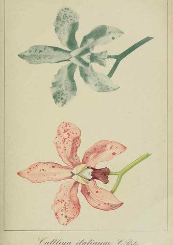 Reproducción/Reproduction 7747309996: Archivos do Jardim Botânico do Rio de Janeiro.. Rio de Janeiro :Jardim Botanico,1915-