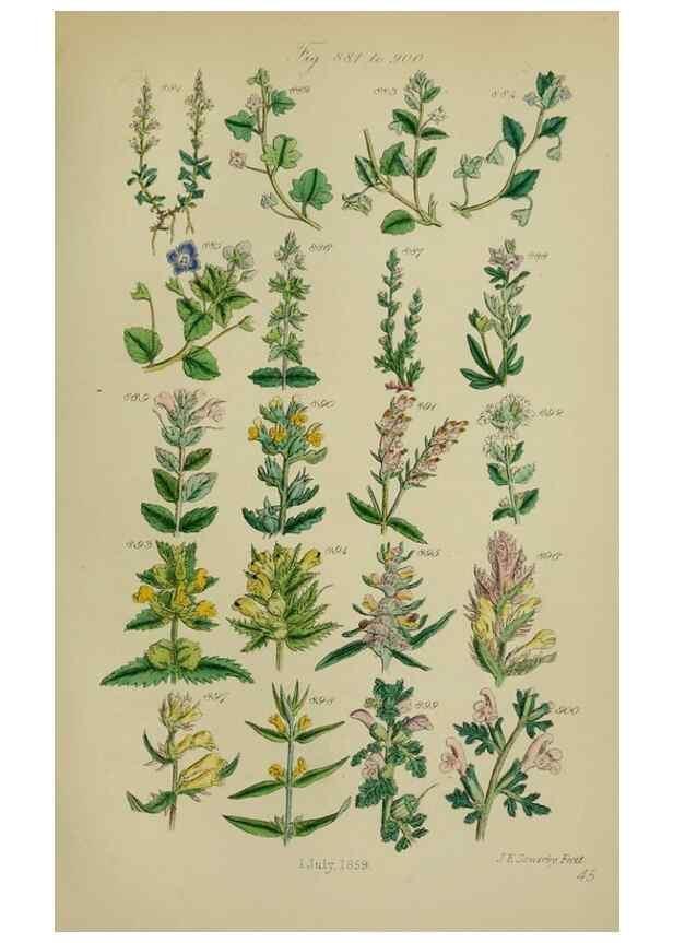 Reproducción/Reproduction 7507514306: British wild flowers.. London,J. Van Voorst,1876.