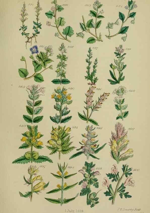 Reproducción/Reproduction 7507514306: British wild flowers.. London,J. Van Voorst,1876.