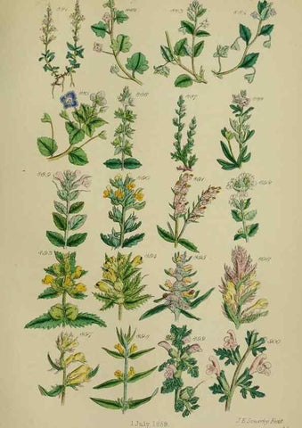 Reproducción/Reproduction 7507514306: British wild flowers.. London,J. Van Voorst,1876.