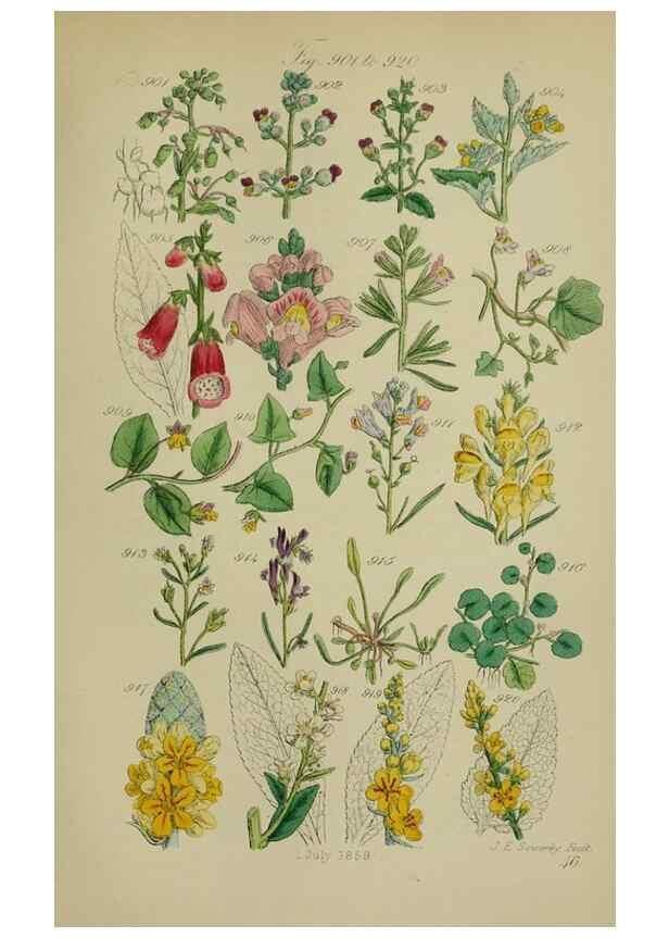 Reproducción/Reproduction 7507516062: British wild flowers.. London,J. Van Voorst,1876.