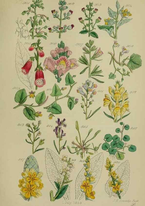 Reproducción/Reproduction 7507516062: British wild flowers.. London,J. Van Voorst,1876.