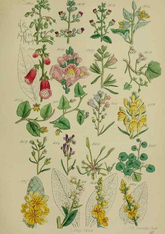 Reproducción/Reproduction 7507516062: British wild flowers.. London,J. Van Voorst,1876.