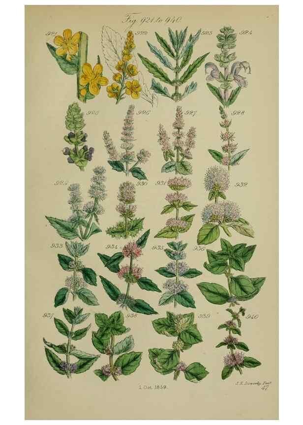 Reproducción/Reproduction 7507517716: British wild flowers.. London,J. Van Voorst,1876.