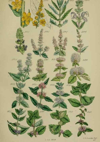 Reproducción/Reproduction 7507517716: British wild flowers.. London,J. Van Voorst,1876.