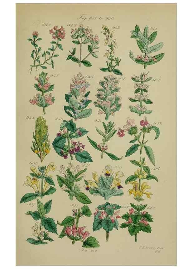 Reproducción/Reproduction 7507519182: British wild flowers.. London,J. Van Voorst,1876.