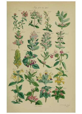 Reproducción/Reproduction 7507519182: British wild flowers.. London,J. Van Voorst,1876.