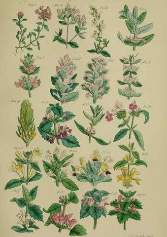 Reproducción/Reproduction 7507519182: British wild flowers.. London,J. Van Voorst,1876.