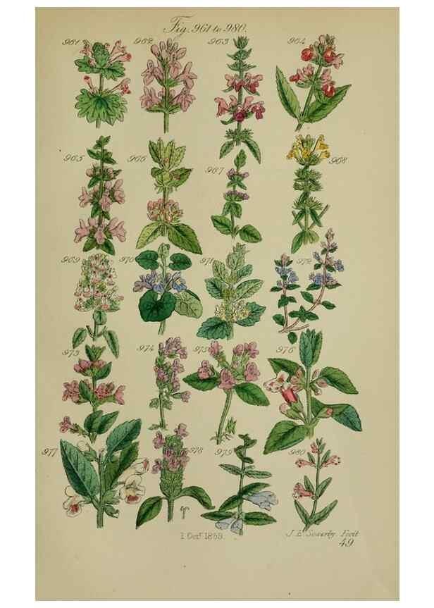 Reproducción/Reproduction 7507520564: British wild flowers.. London,J. Van Voorst,1876.